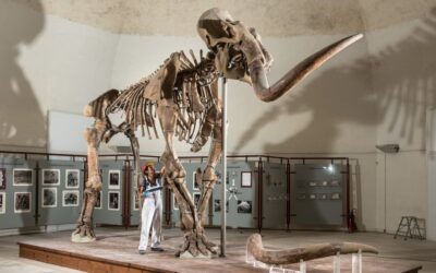 L’Aquila – Mammuthus Meridionalis